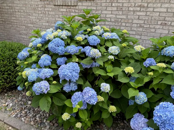 a bunch of flowers in a garden