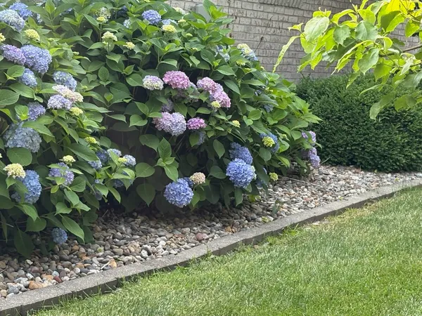 a bunch of flowers with the garden