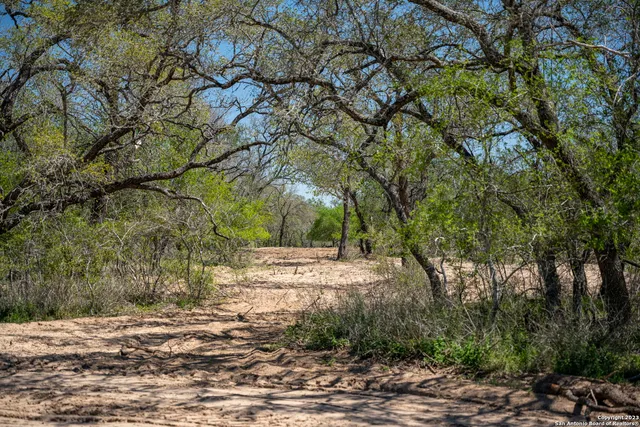 a view of a yard with plants and trees
