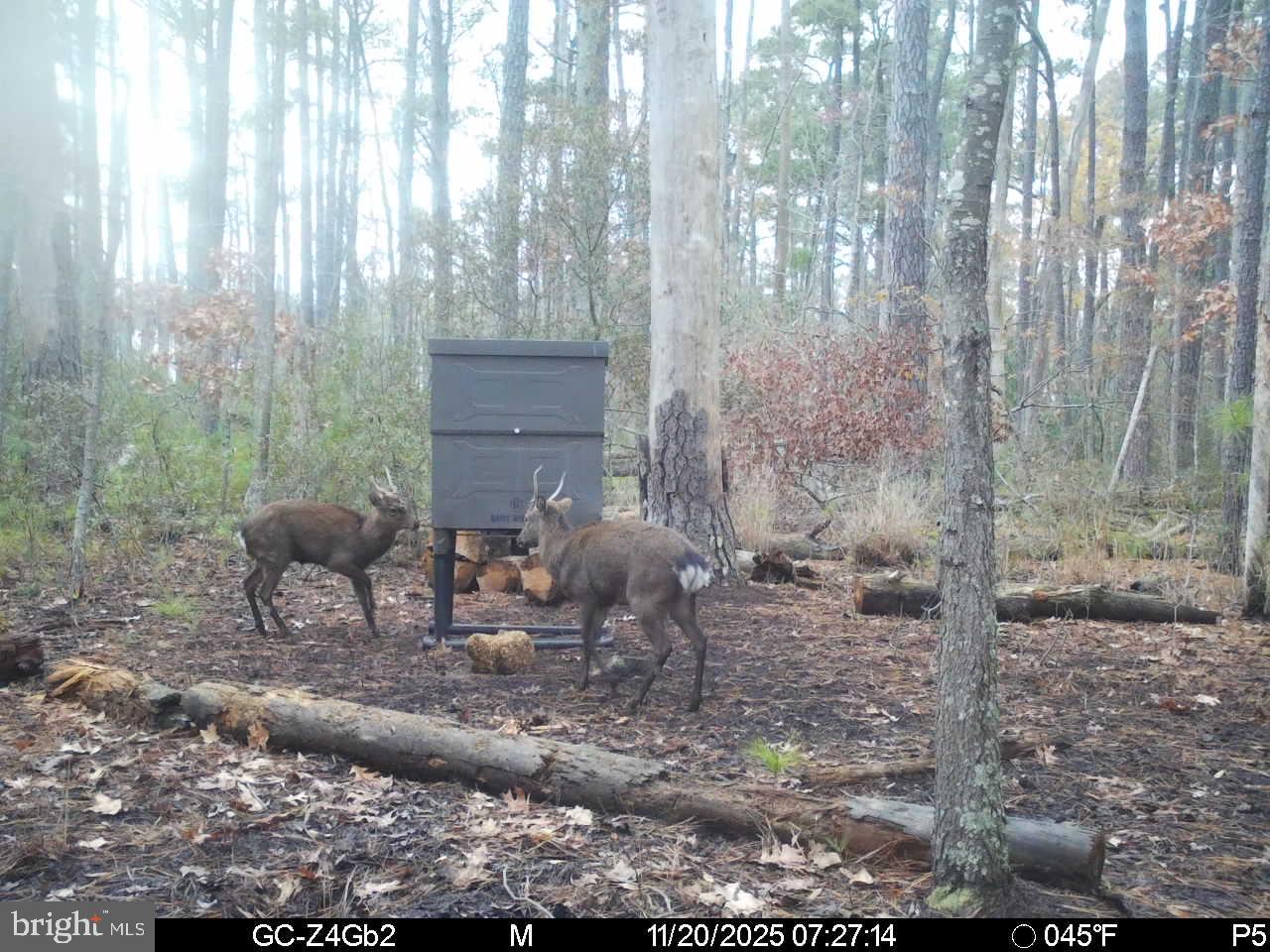 2716 Wesley Church Road Crapo, MD 21626 - Photo 25 of 33 Gallery Image 25