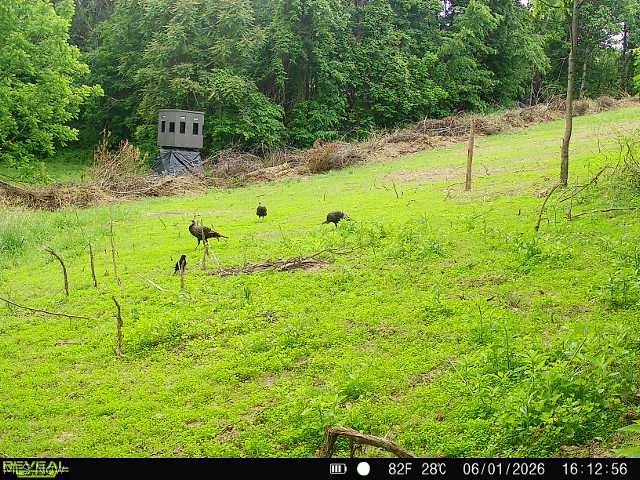 Sykes Ridge Road Clarington, OH 43915 - Photo 16 of 42