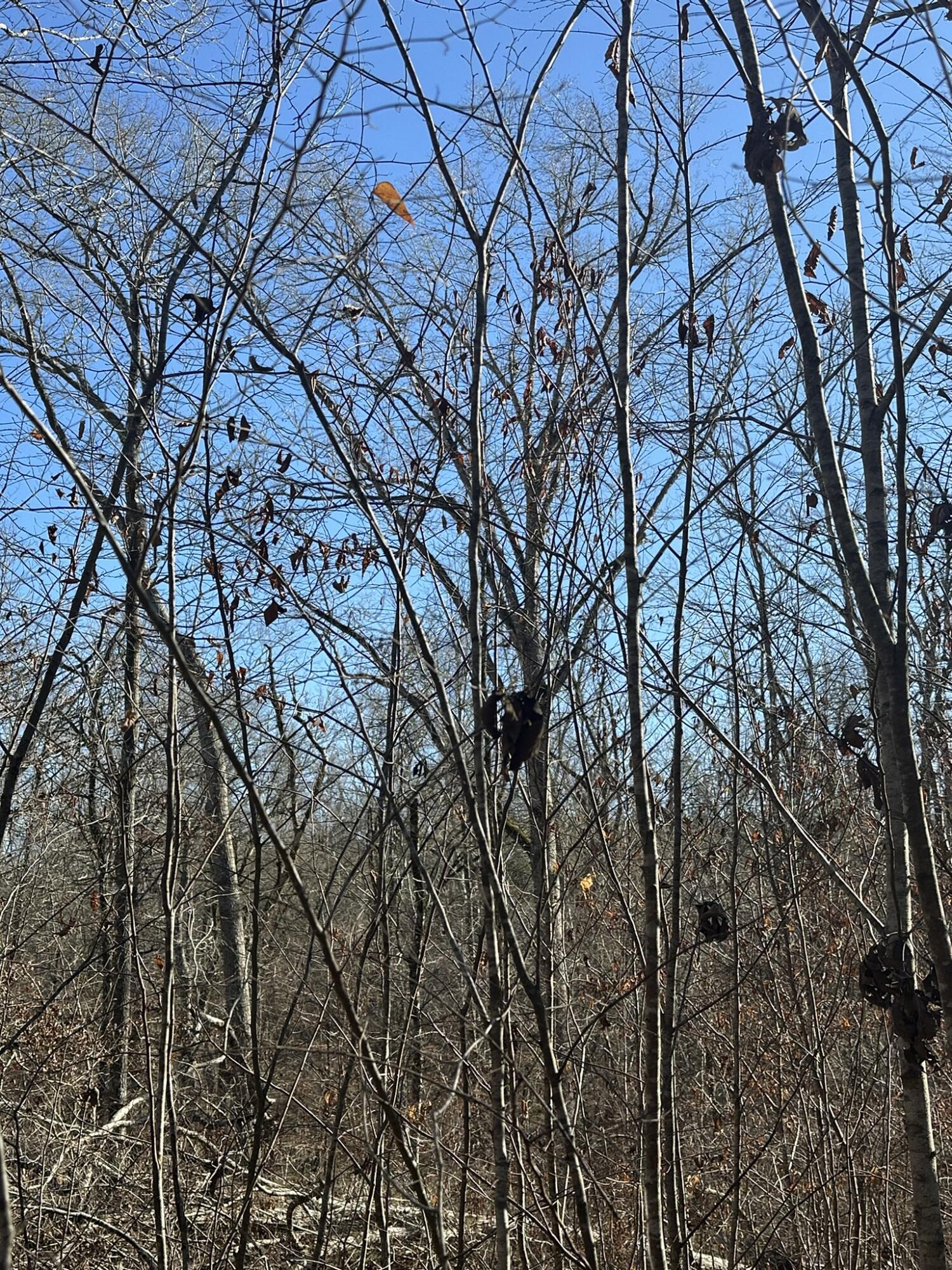 781 William Avenue Appling, GA 30802 - Photo 7 of 17 IMG_1599