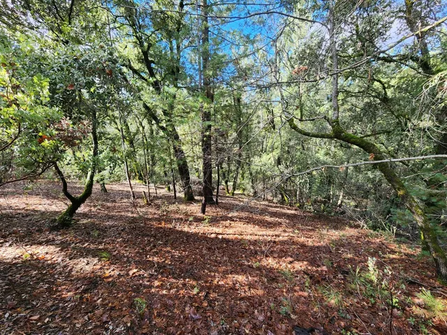 a view of a forest with trees