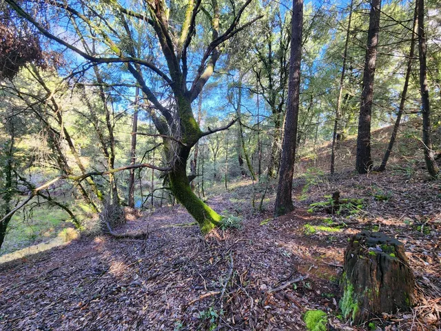 a view of a yard with a tree