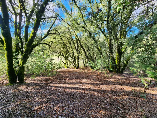 a view of a tree in front of a house