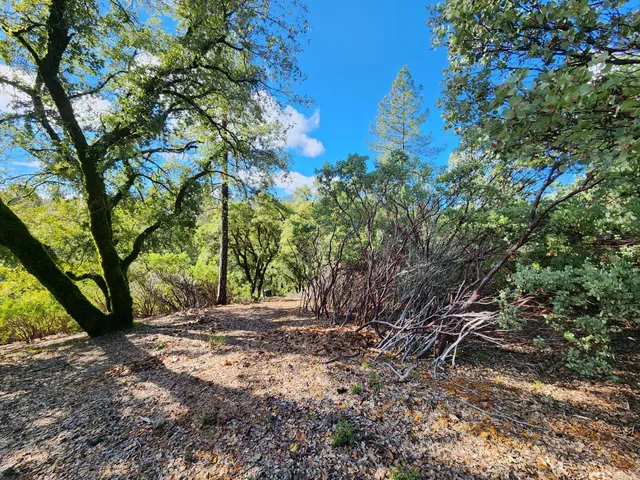 a view of outdoor space and trees