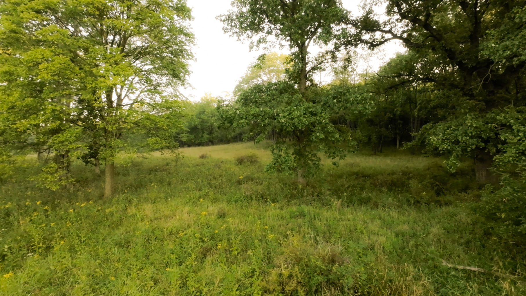 28922 Kentuckiana Road Mackinaw, IL 61755 - Photo 19 of 39 a view of a lush green space and trees