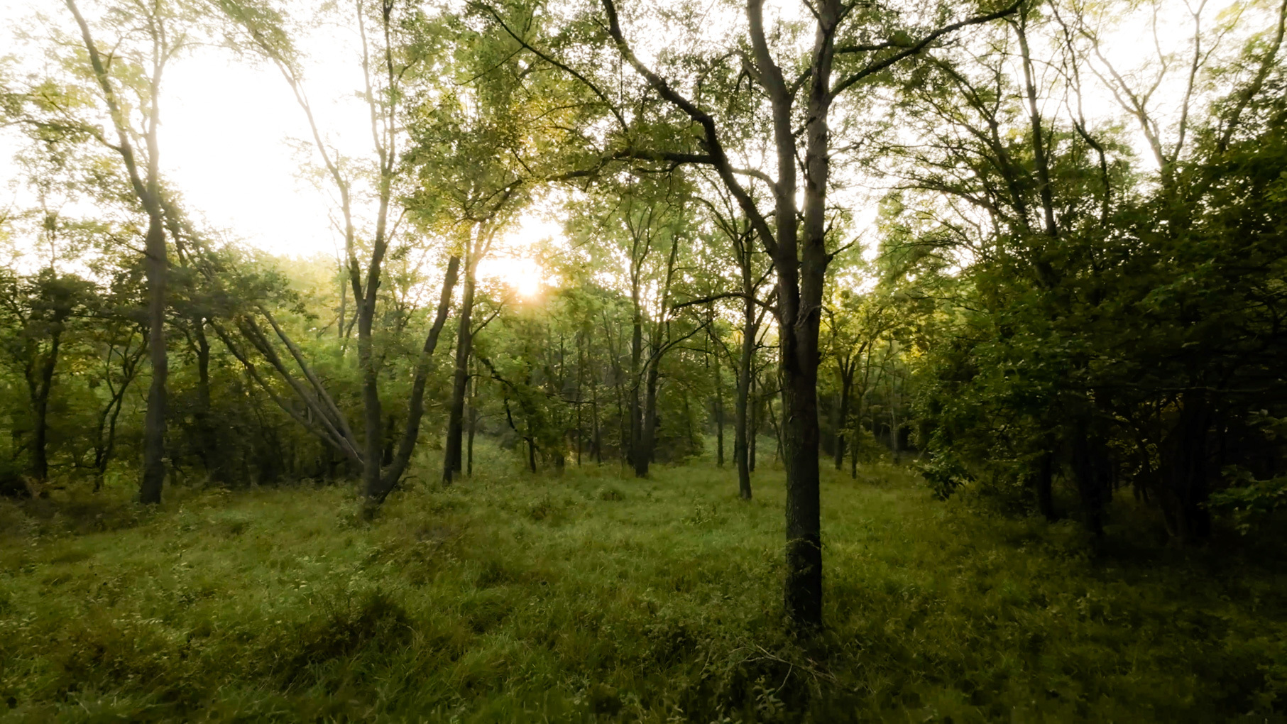 28922 Kentuckiana Road Mackinaw, IL 61755 - Photo 22 of 39 a view of a lush green forest