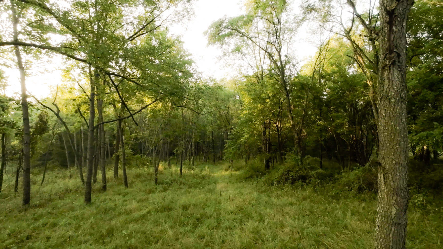 28922 Kentuckiana Road Mackinaw, IL 61755 - Photo 23 of 39 a view of a lush green forest
