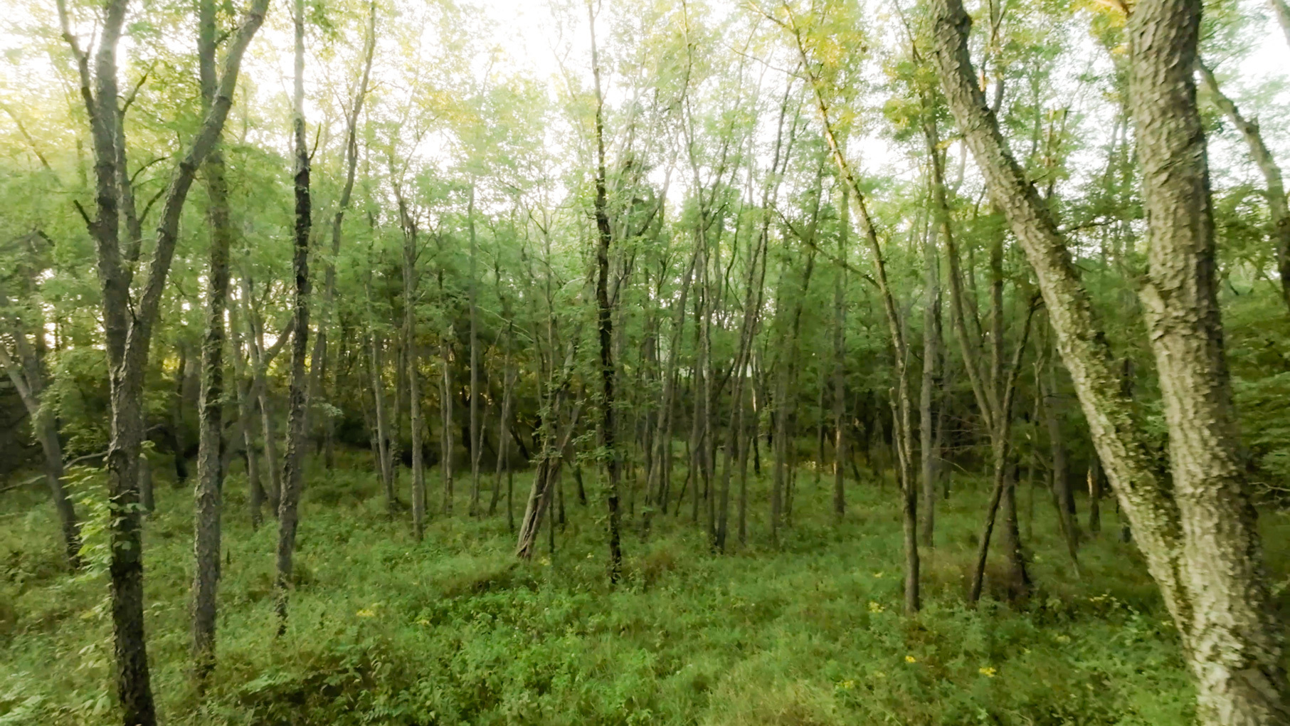 28922 Kentuckiana Road Mackinaw, IL 61755 - Photo 24 of 39 a view of a lush green forest