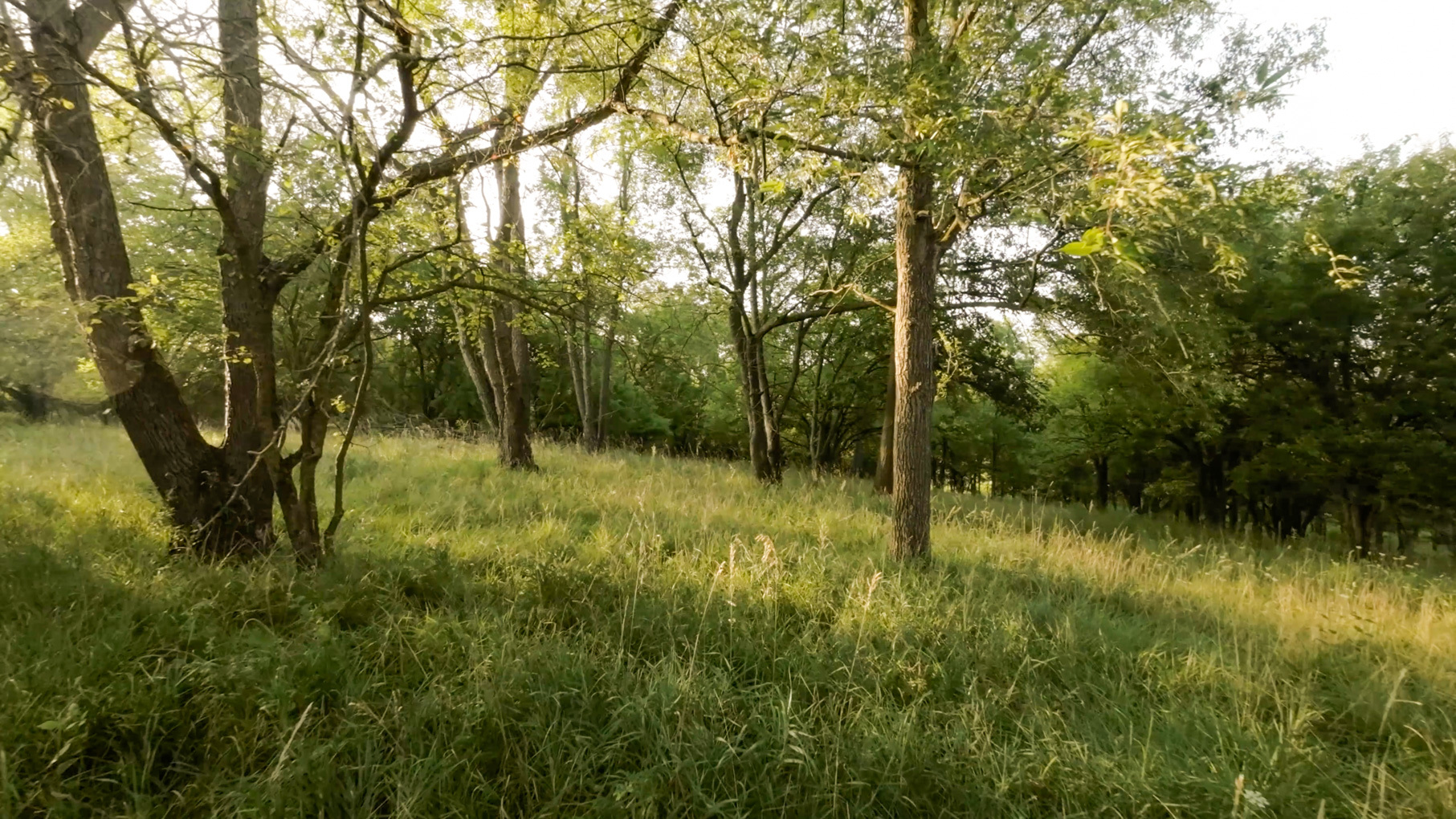 28922 Kentuckiana Road Mackinaw, IL 61755 - Photo 30 of 39 a backyard of a house with lots of green space