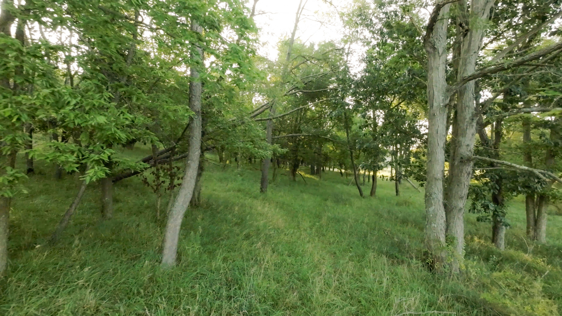 28922 Kentuckiana Road Mackinaw, IL 61755 - Photo 33 of 39 a green field with lots of trees