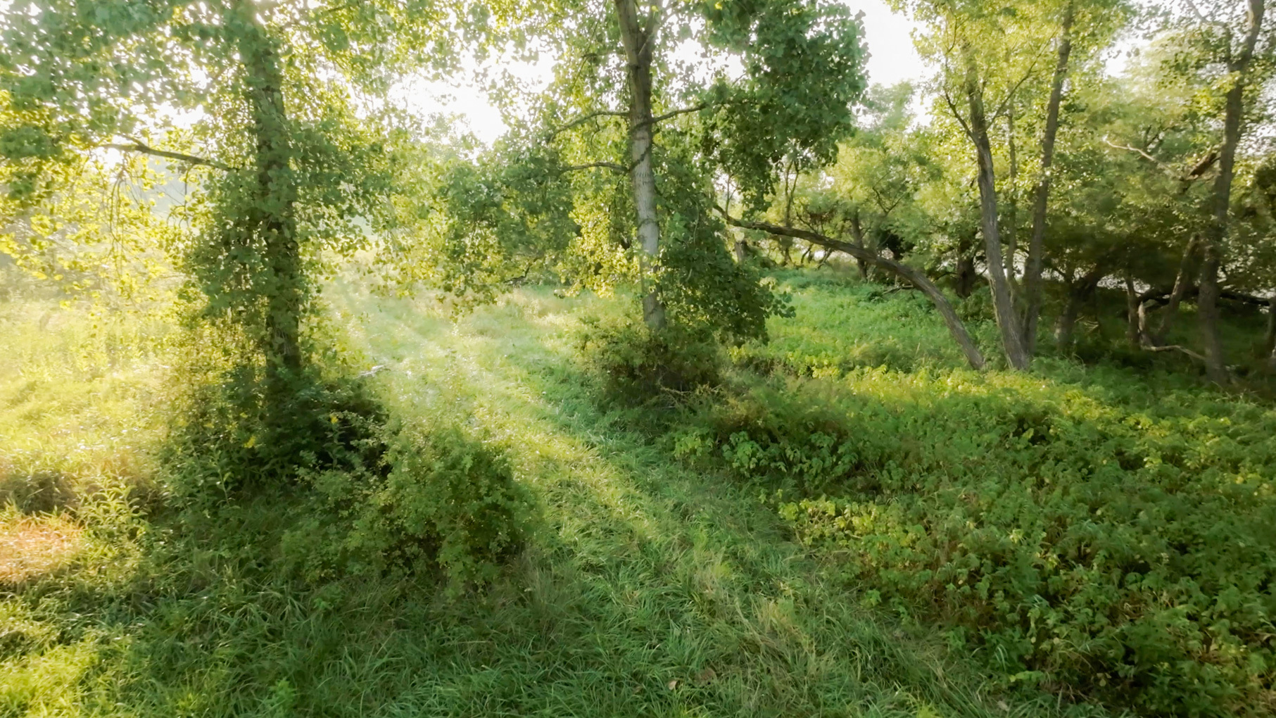 28922 Kentuckiana Road Mackinaw, IL 61755 - Photo 38 of 39 a view of a lush green forest with large trees