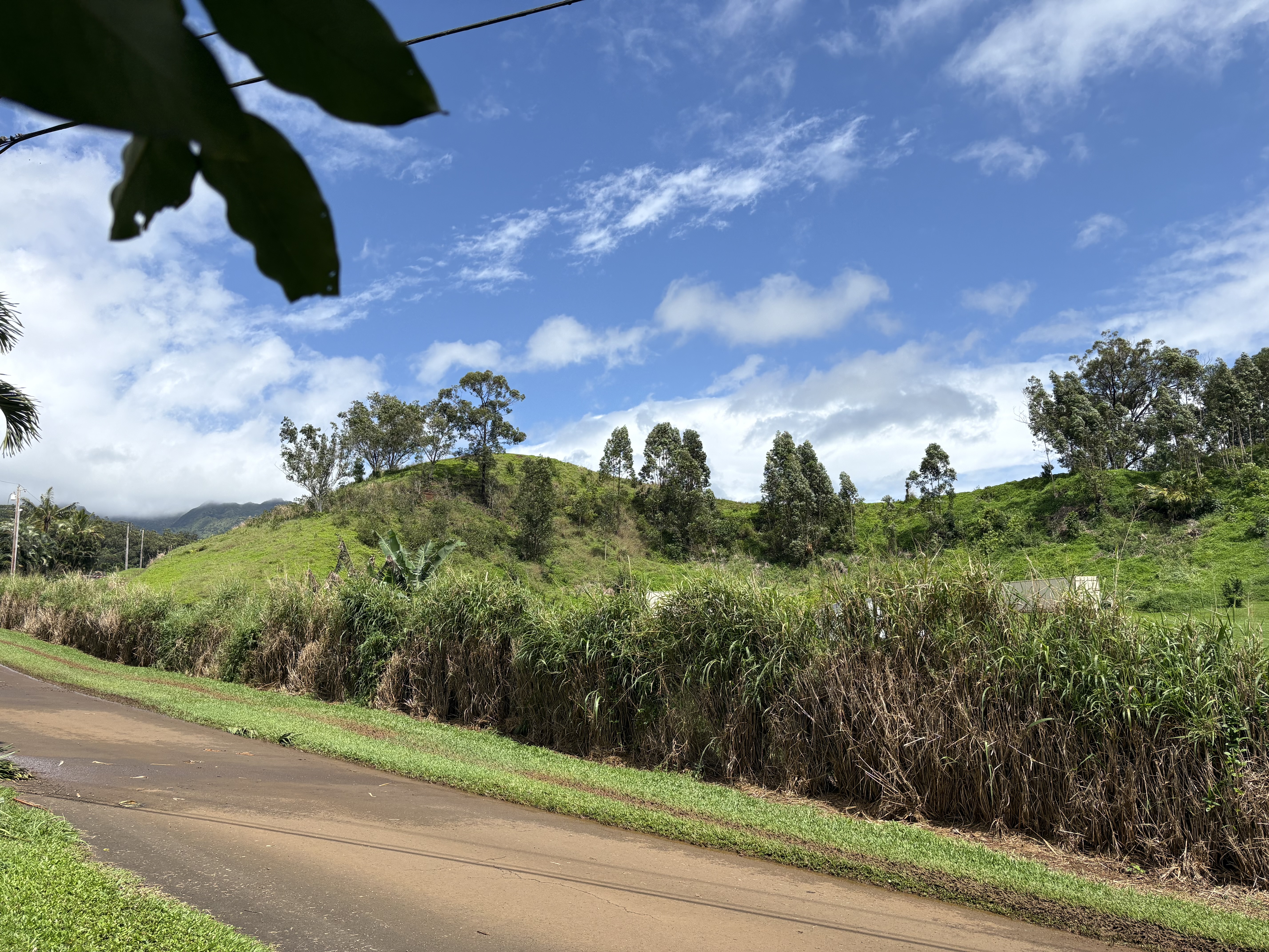6630 Kipapa Road Kapaa, HI 96746 - Photo 6 of 20 a view of a yard with plants