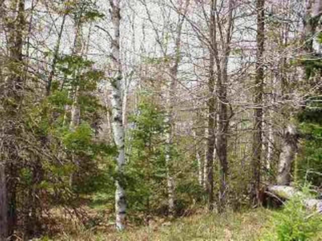 Lot 8 Allyn Road Mercer, WI 54547 - Photo 4 of 6 Gallery Image 4