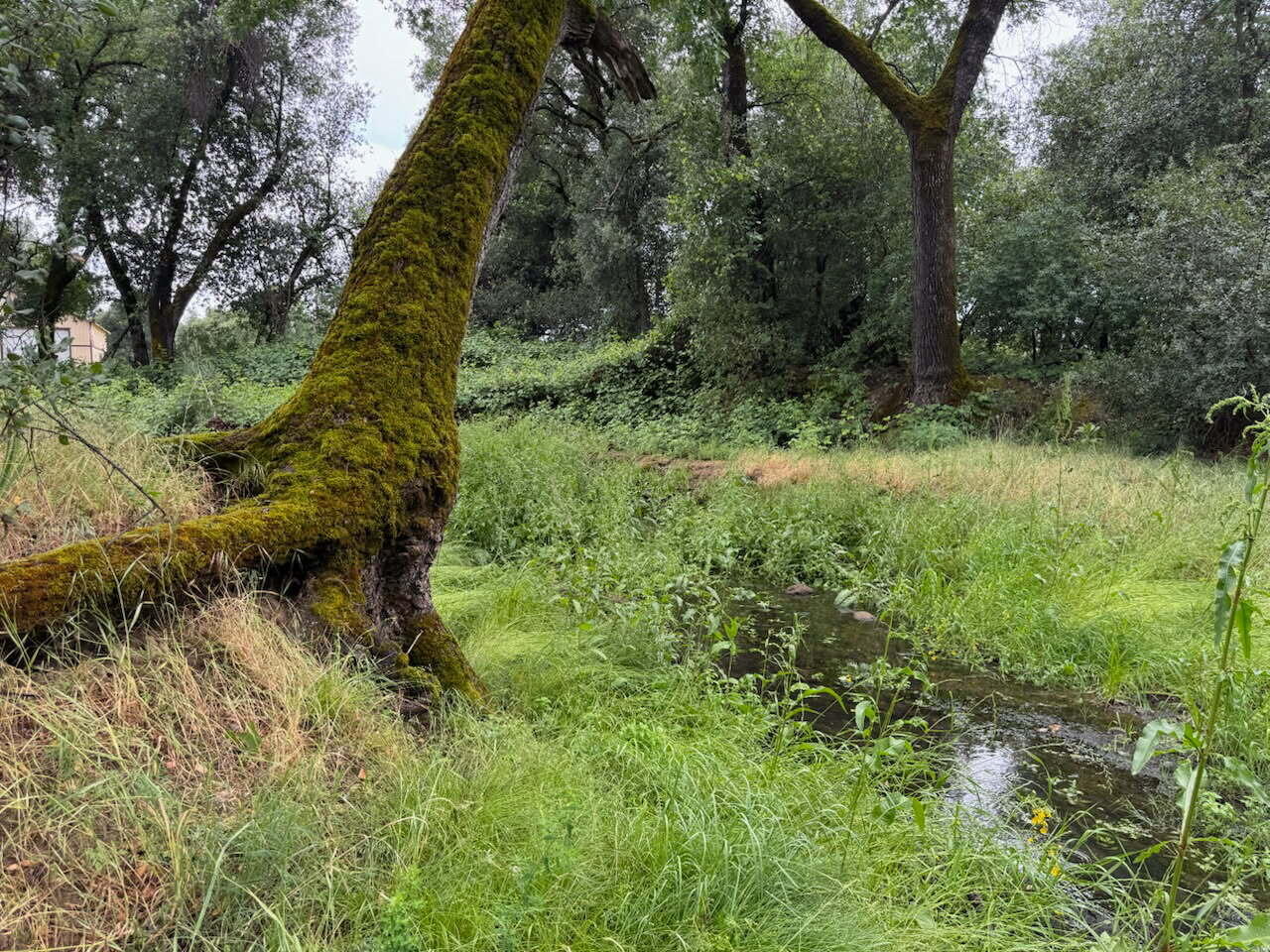 9728 Deschutes Road Palo Cedro, CA 96073 - Photo 52 of 69 Seasonal Creek