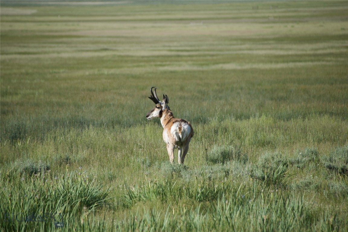 Tbd South Valley Road Dillon, MT 59725 - Photo 3 of 4 Gallery Image 3