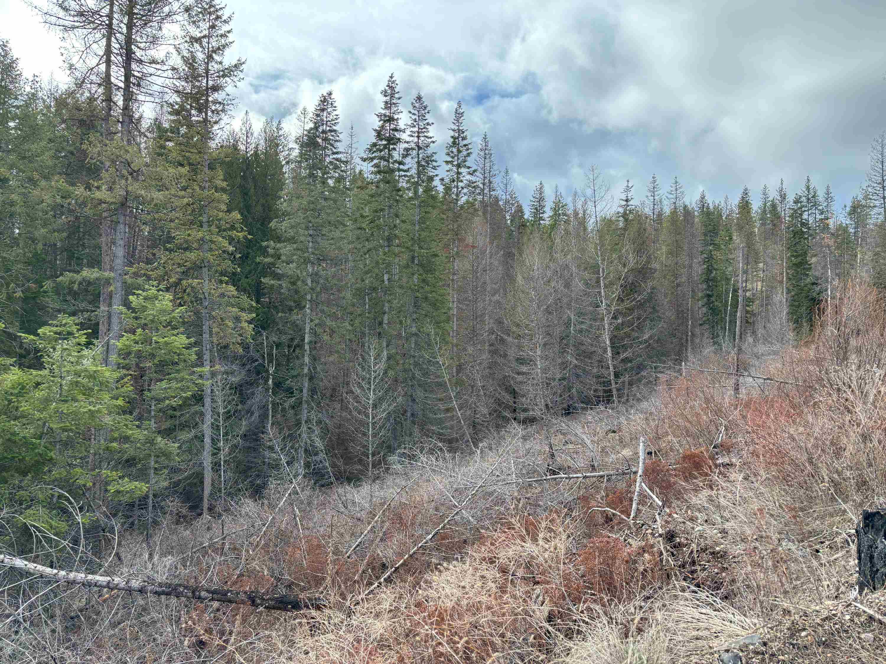 Lot 7 Rail Canyon Road Tumtum, WA 99034 - Photo 13 of 24 Gallery Image 13