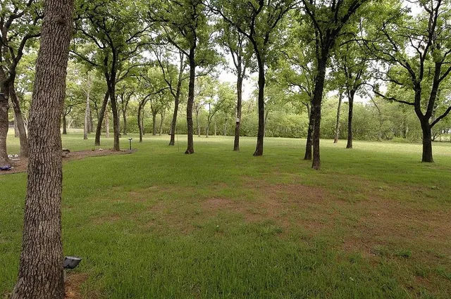 a view of yard with tree s