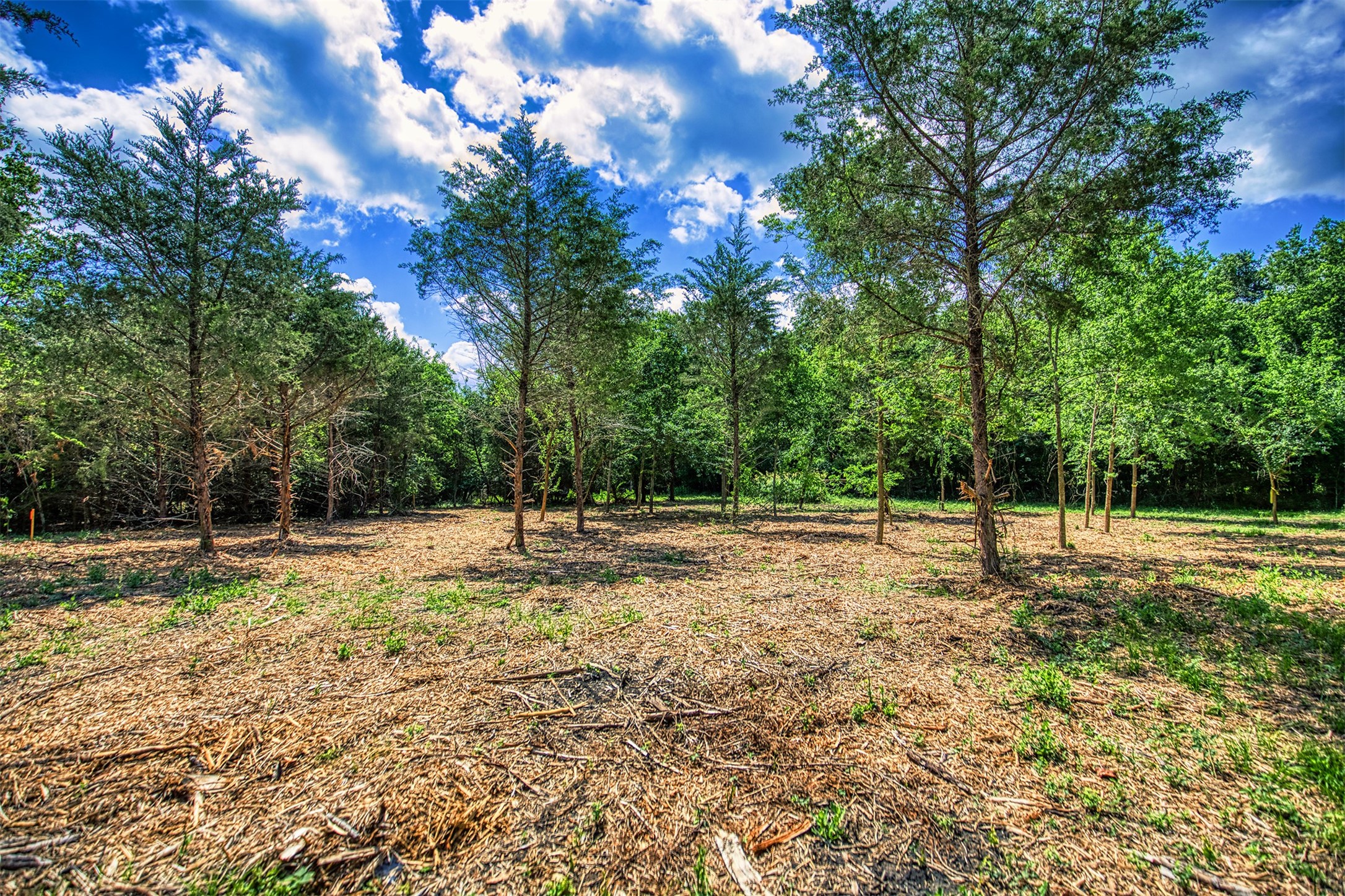 Lot 9 Wonder Hill Road Chappell Hill, TX 77426 - Photo 5 of 15 a view of a yard with large trees