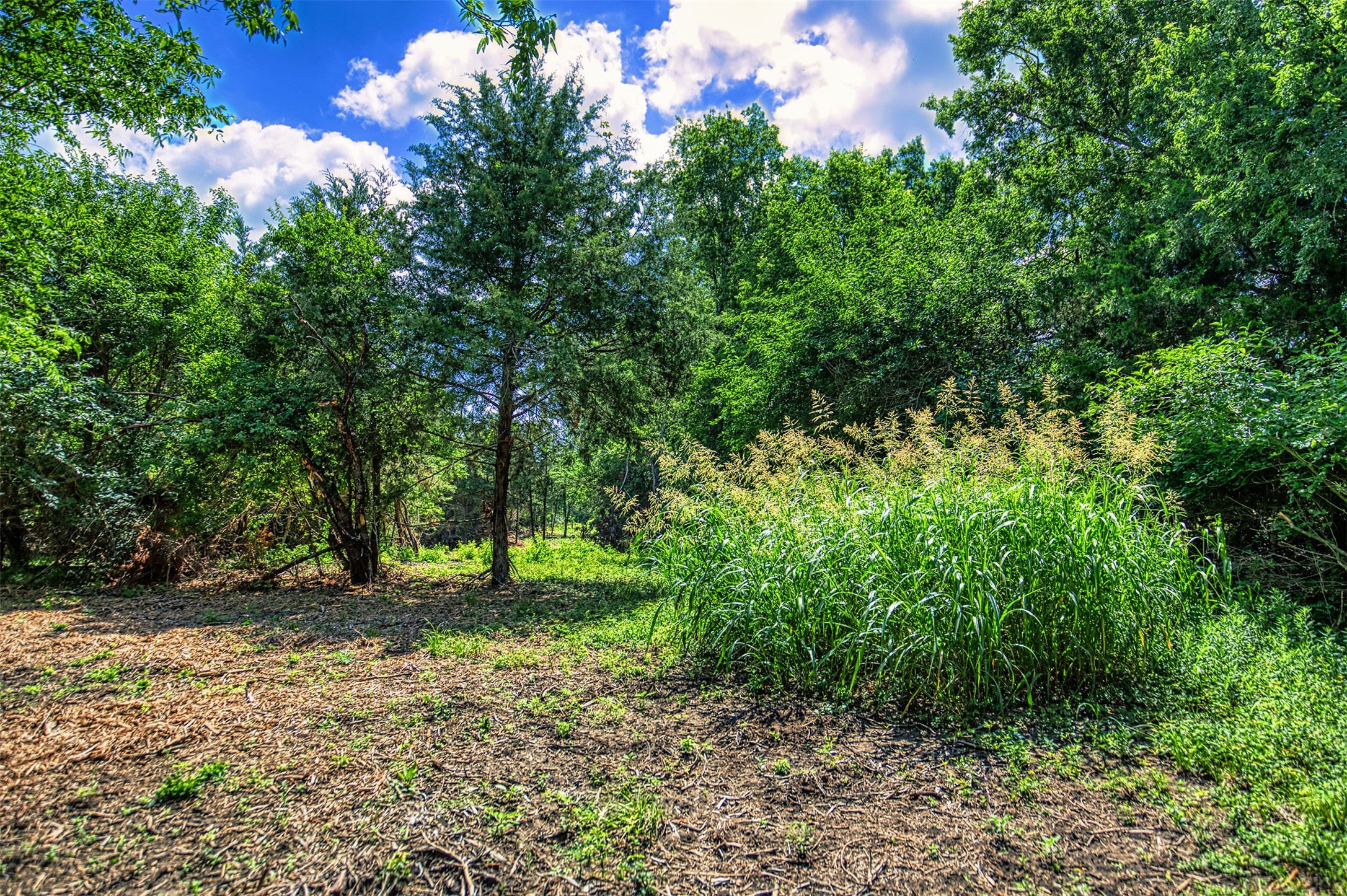 Lot 9 Wonder Hill Road Chappell Hill, TX 77426 - Photo 7 of 15 a big yard with lots of green space and plants
