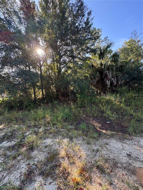 Tbd Hemlock Loop Drive Ocala, FL 34472 - Photo 3 of 5 a view of a forest with trees