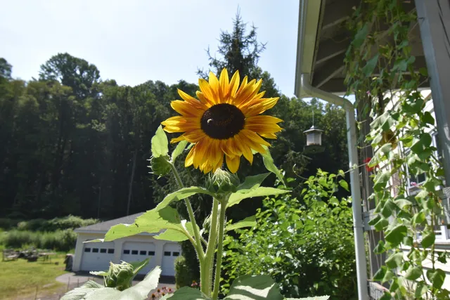 a view of a flower in a garden