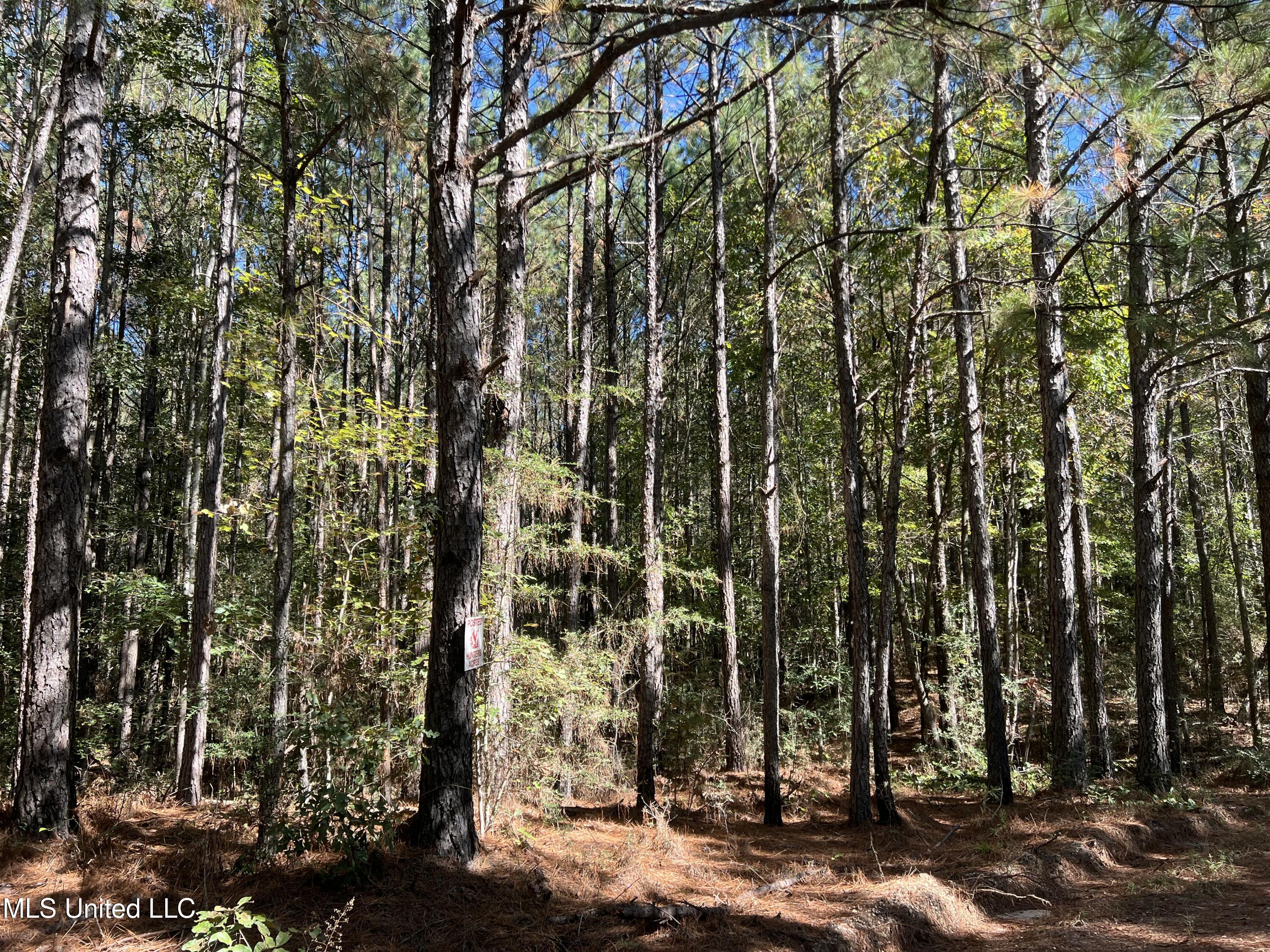 0 County Road 39 Paulding, MS 39348 - Photo 13 of 14 IMG_6233