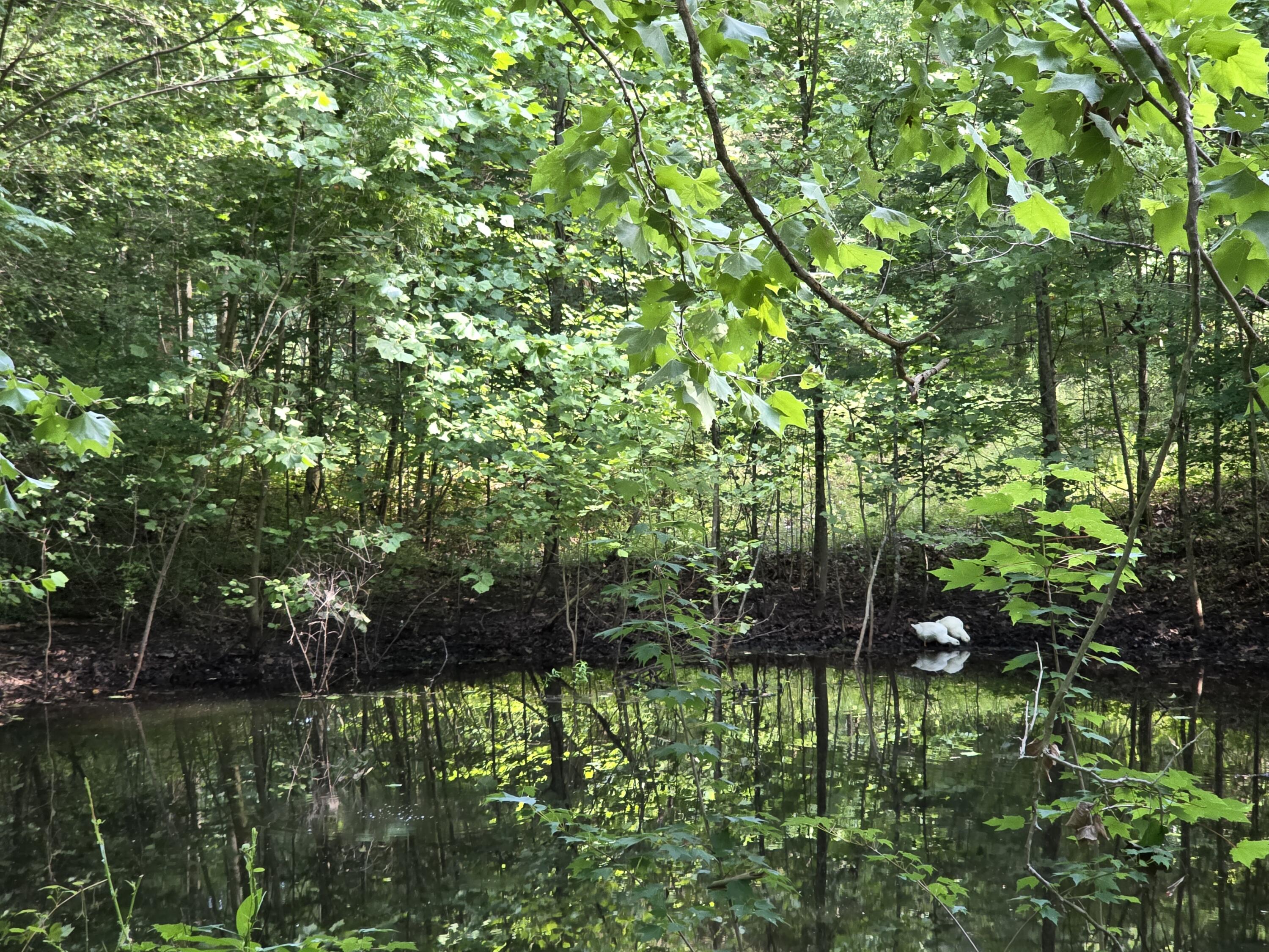 19314 South Pittsburg Mountain Road Sewanee, TN 37375 - Photo 3 of 19 Pond