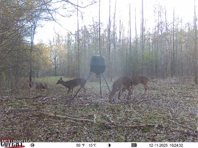 186 Potluck Road Canton, MS 39046 - Photo 65 of 69 12_11_2025_16_24_33_3289684622