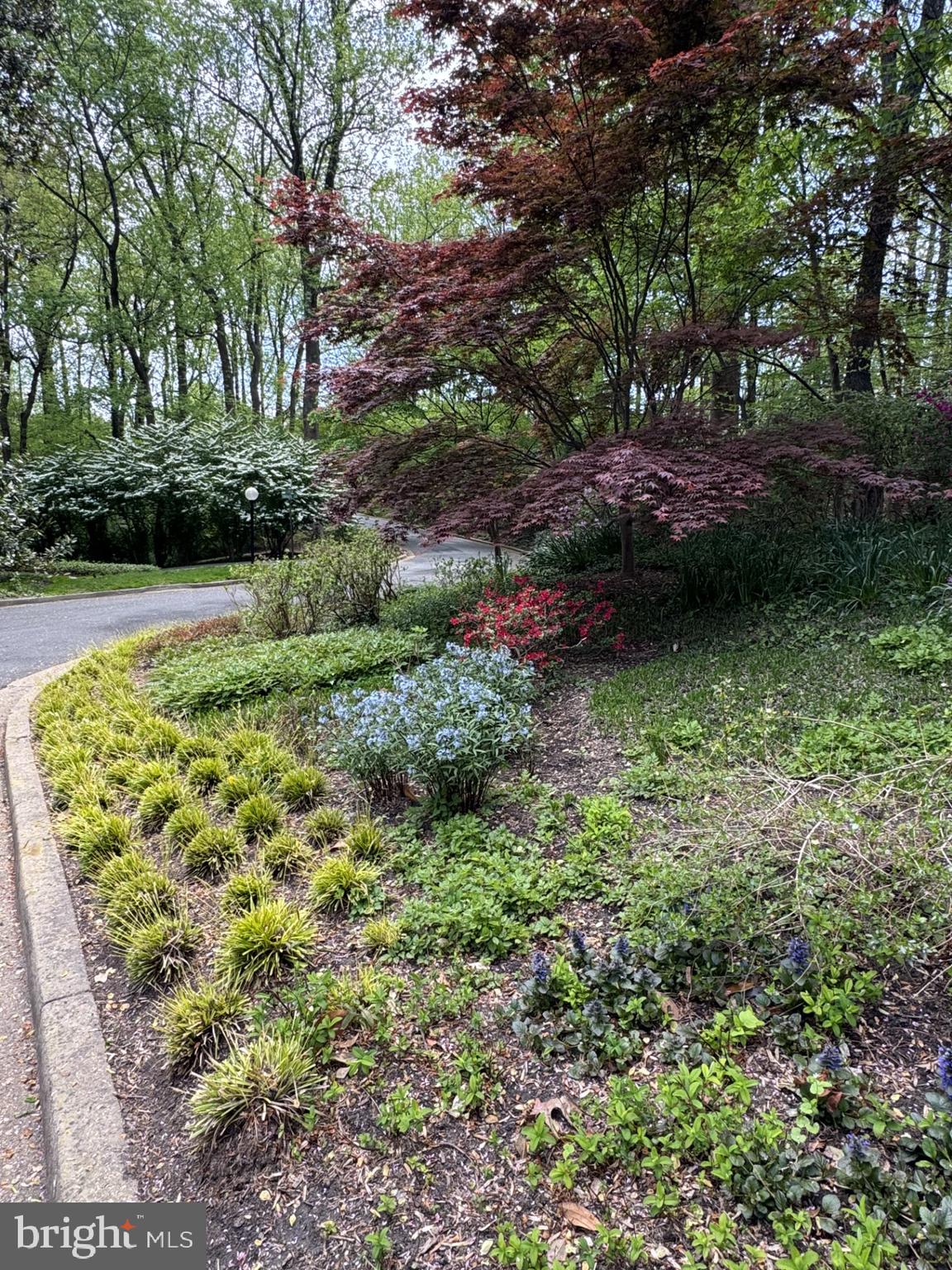 700 Belgrove Road McLean, VA 22101 - Photo 79 of 86 Spring Time