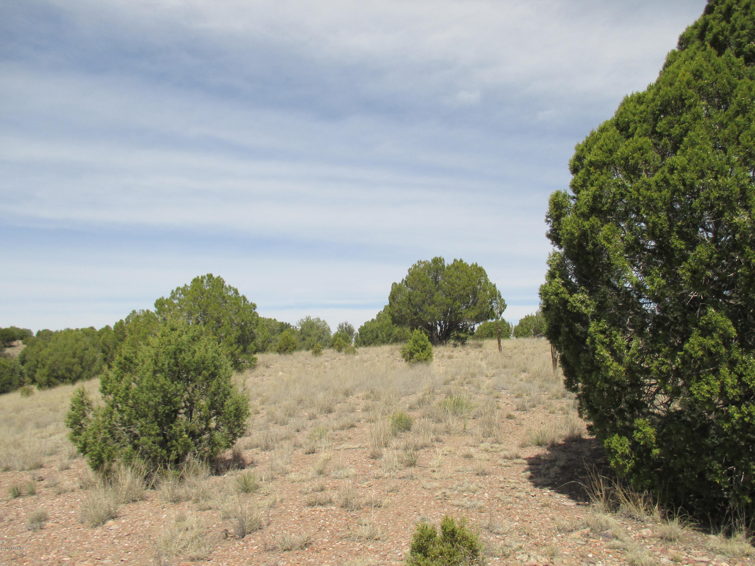 0 Dillon Wash Road Prescott, AZ 86305 - Photo 9 of 22 Trees