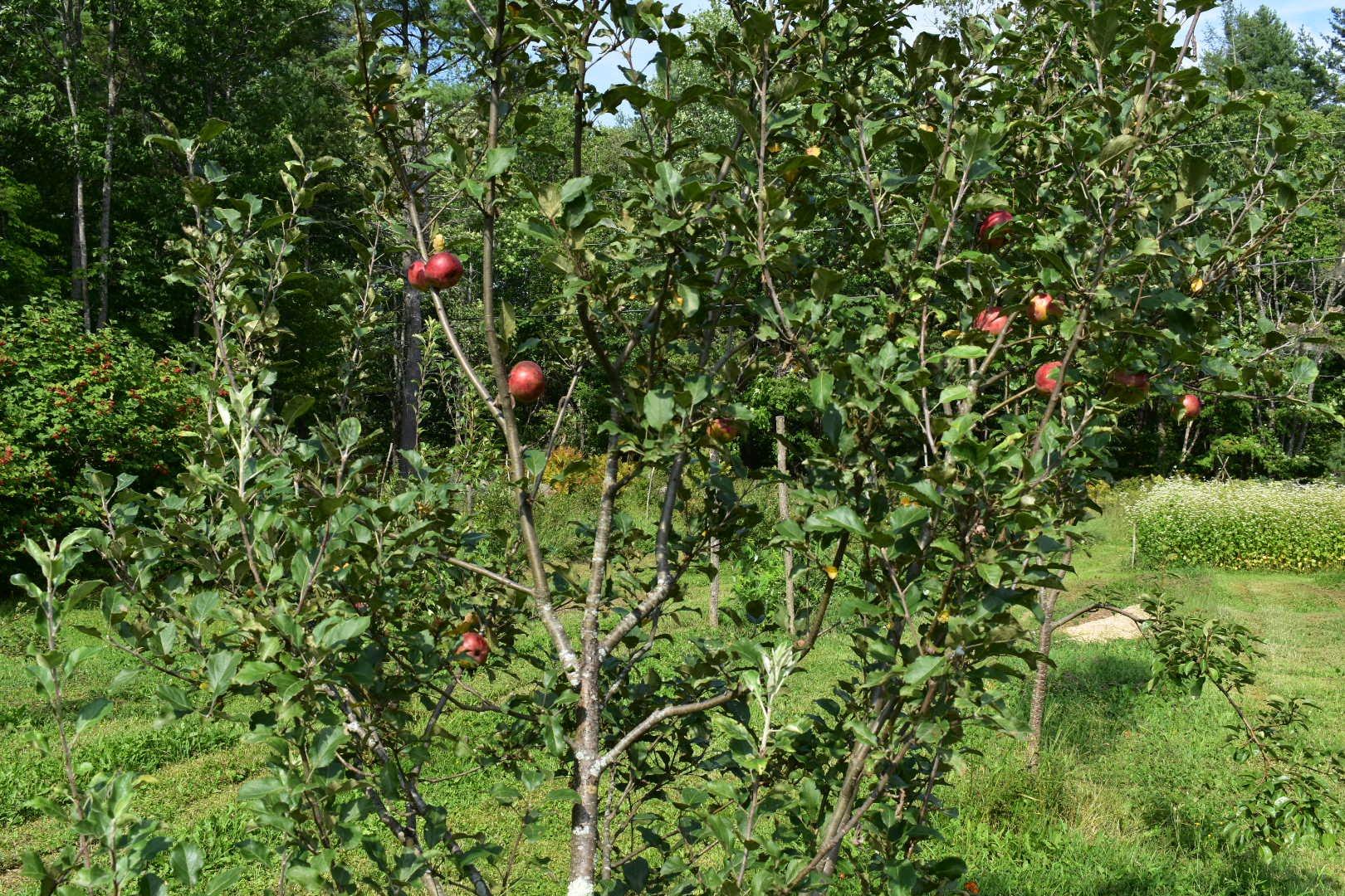 462 Town House Road Vienna, ME 04360 - Photo 27 of 34 DSC_0886