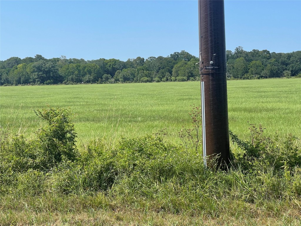 a view of a field with a tree