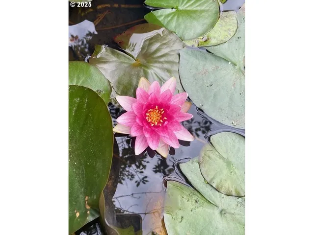 $959,000 | 7766 Southwest Bayberry Drive, Beaverton, OR 97007