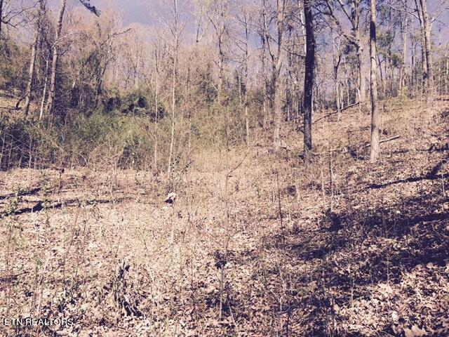 Lot 7 Lodge Road Spring City, TN 37381 - Photo 6 of 6 20230924013954314207000000-o