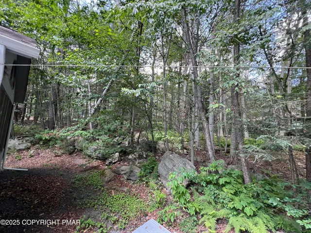 a view of a forest with trees