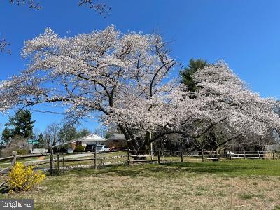 224 Springloch Road Silver Spring, MD 20904 - Photo 57 of 60 Spring Flowering Cherry Trees