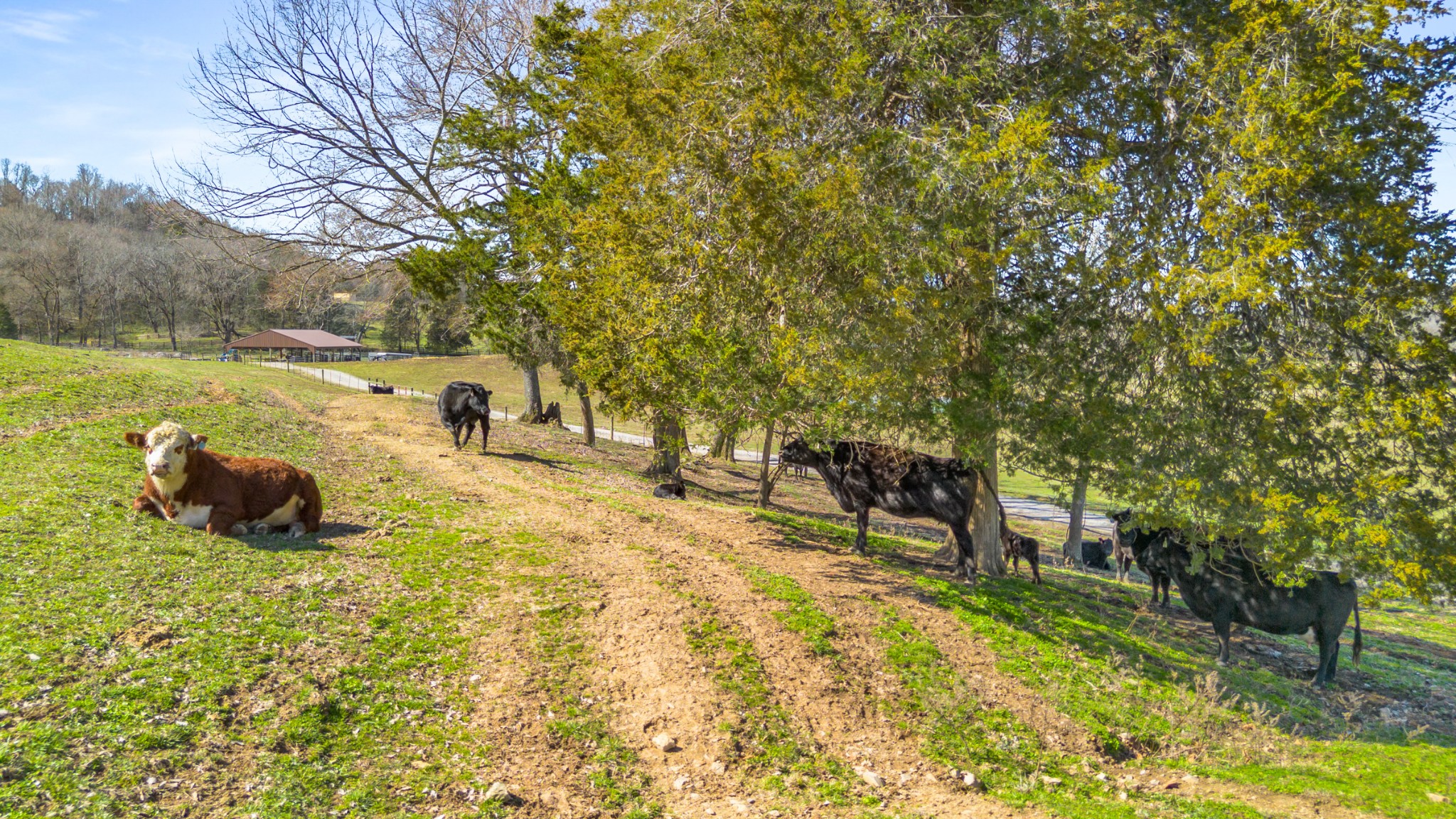 3317 Floyd Road Franklin, TN 37064 - Photo 6 of 38 a view of a yard with an outdoor space