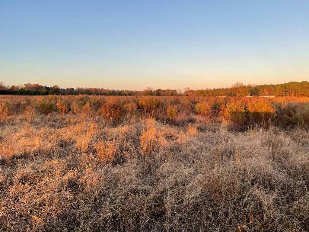 0 Westbury Mill Road Sumter, SC 29153 - Photo 6 of 10