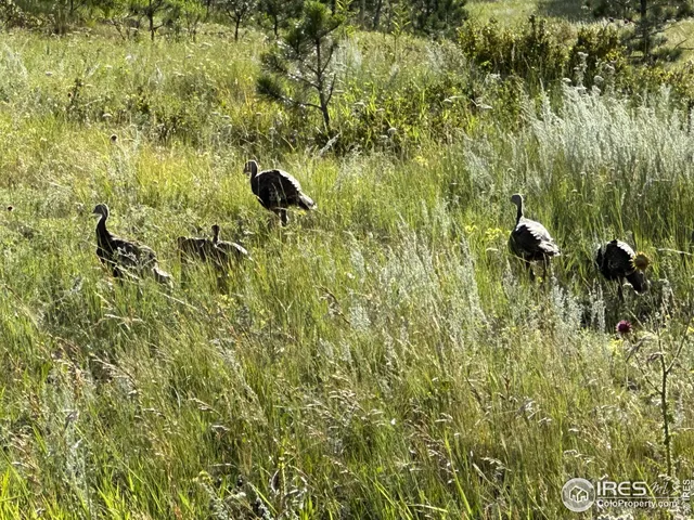 $199,999 | 78 Mt Champion Drive, Livermore, CO 80536