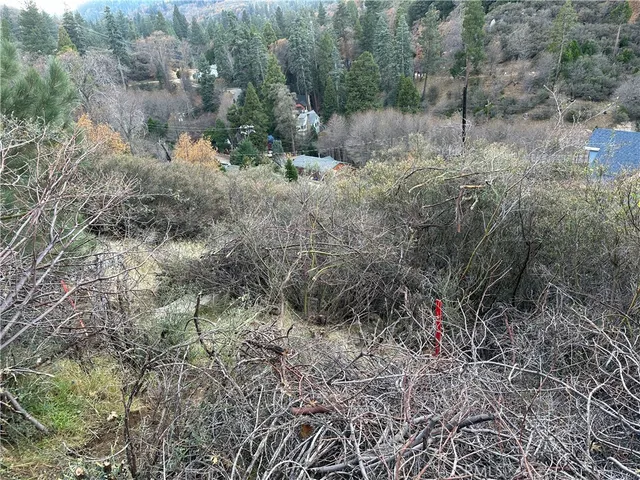 a view of a forest with large trees