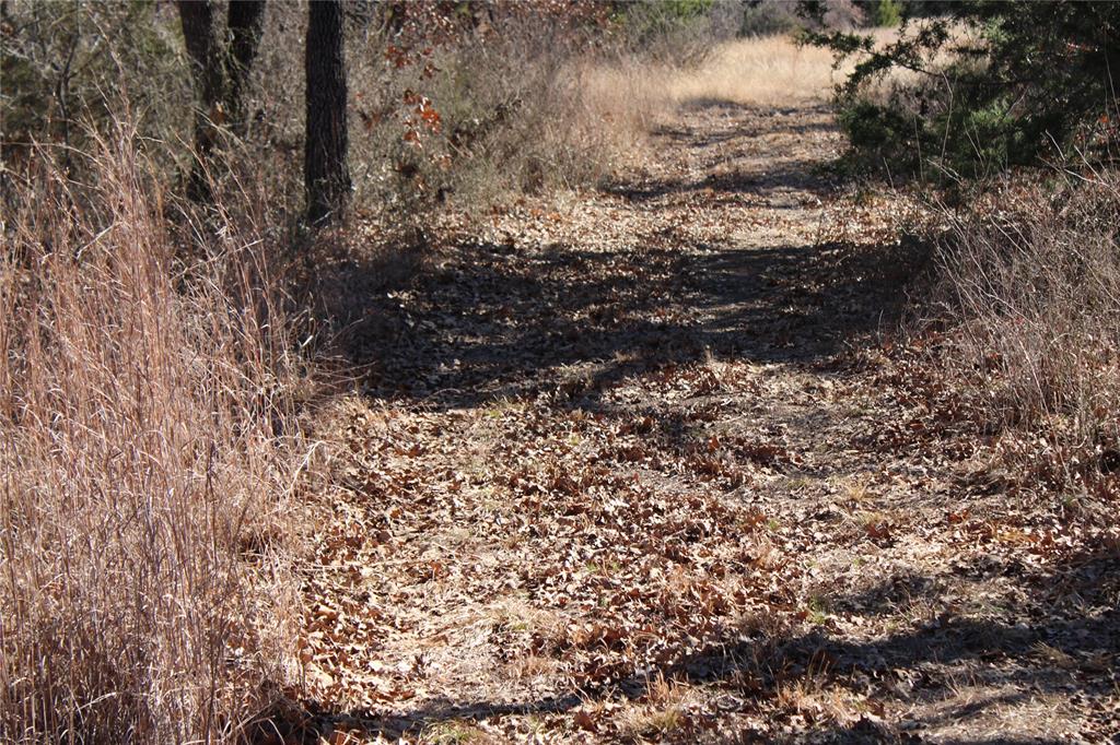 574 County Road 1793 Sunset, TX 76270 - Photo 16 of 18 a view of a forest with trees