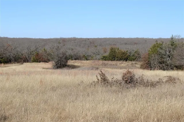 a view of a dry yard covered with trees