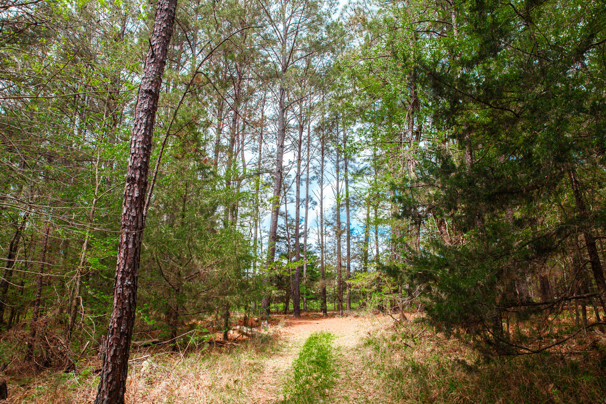 0 Ralph Goolsby Road Lincolnton, GA 30817 - Photo 15 of 48 IMG_5211