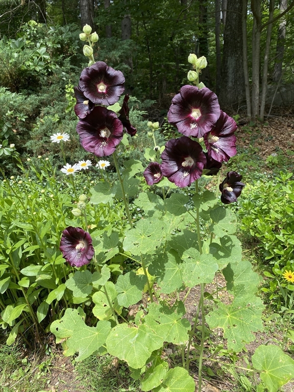 15 Rocky Pond Road Boylston, MA 01505 - Photo 7 of 39 a picture of flowers