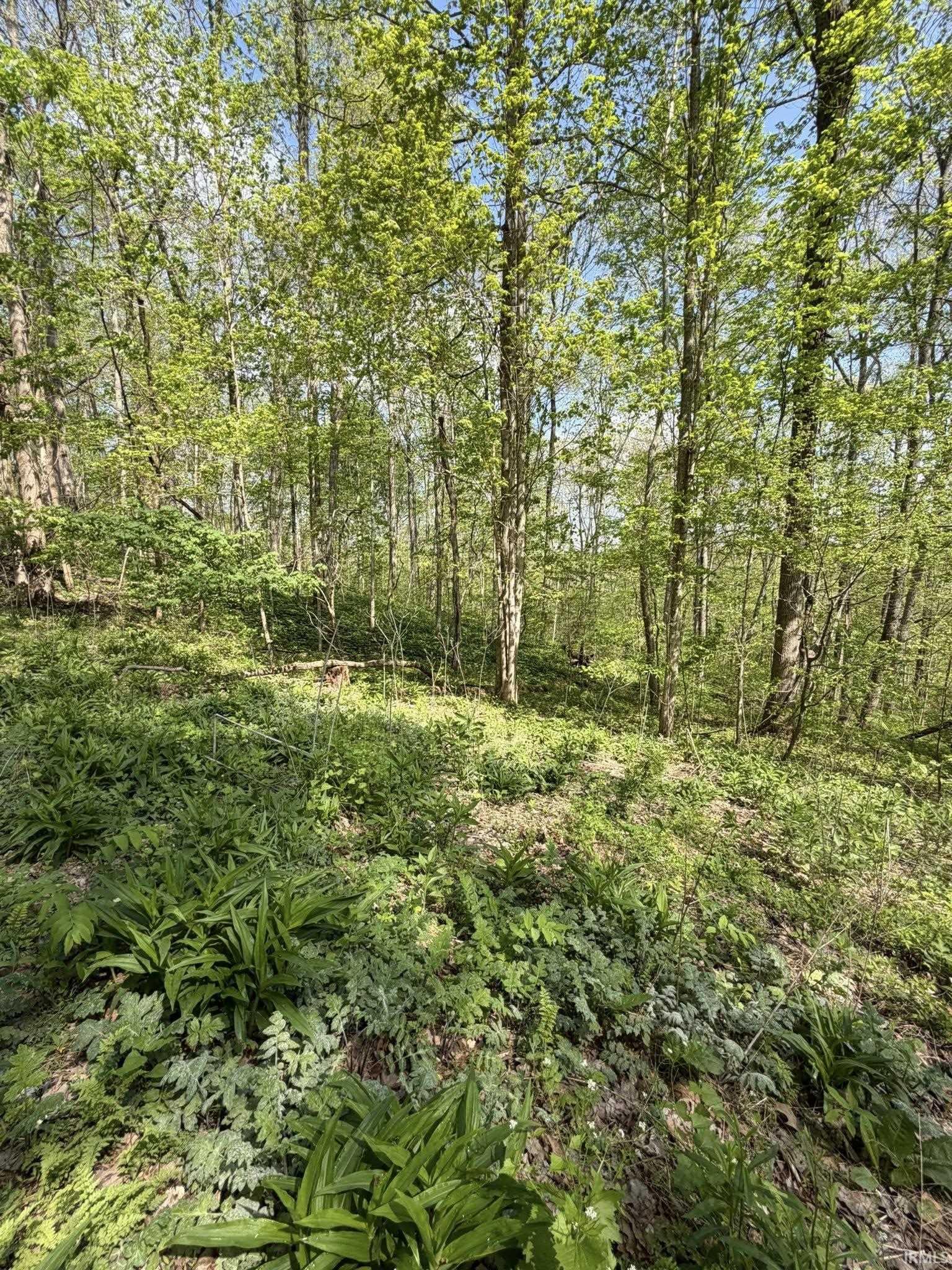 Tbd Coon Path Road Spencer, IN 47460 - Photo 13 of 34