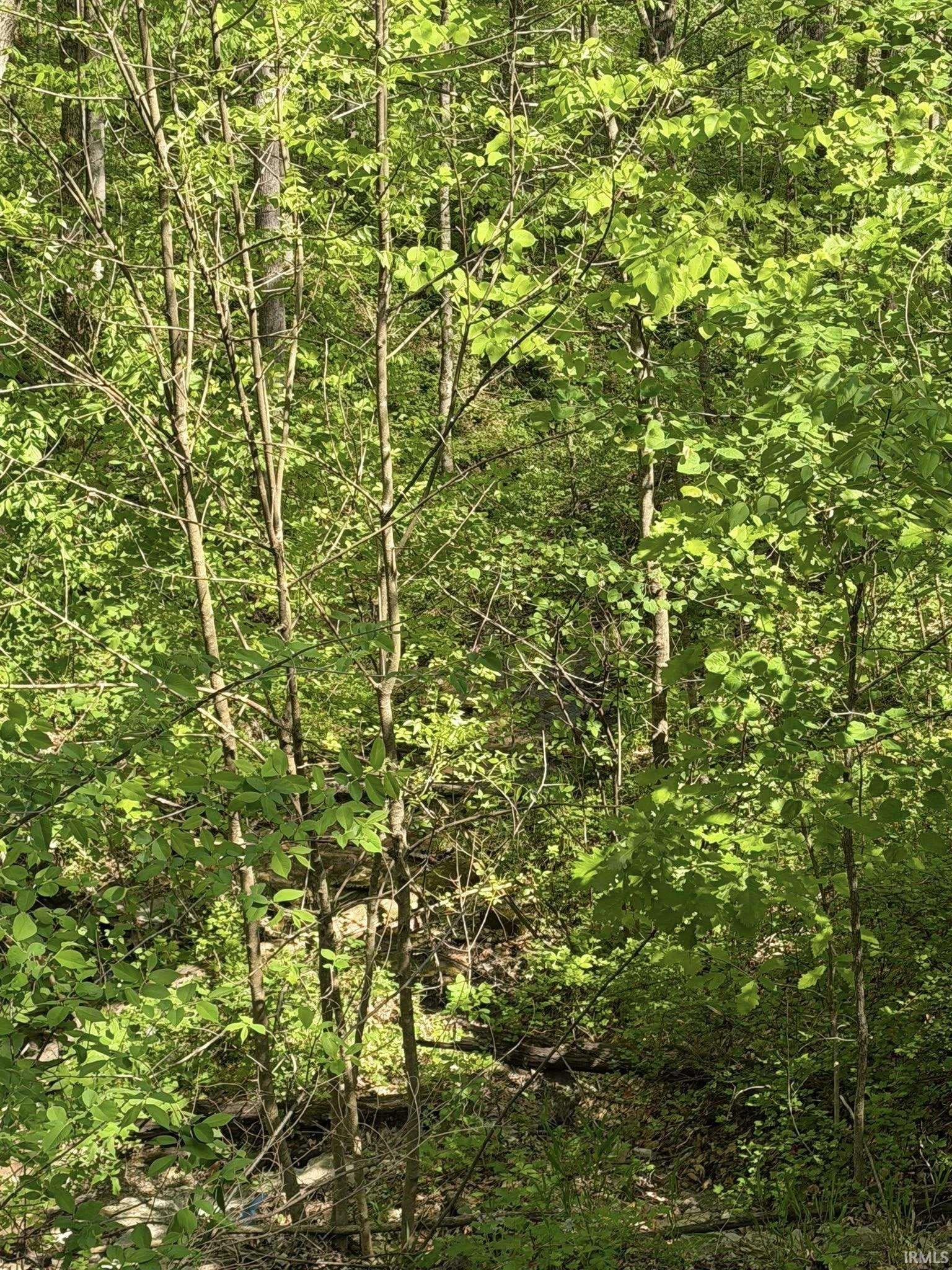Tbd Coon Path Road Spencer, IN 47460 - Photo 17 of 34