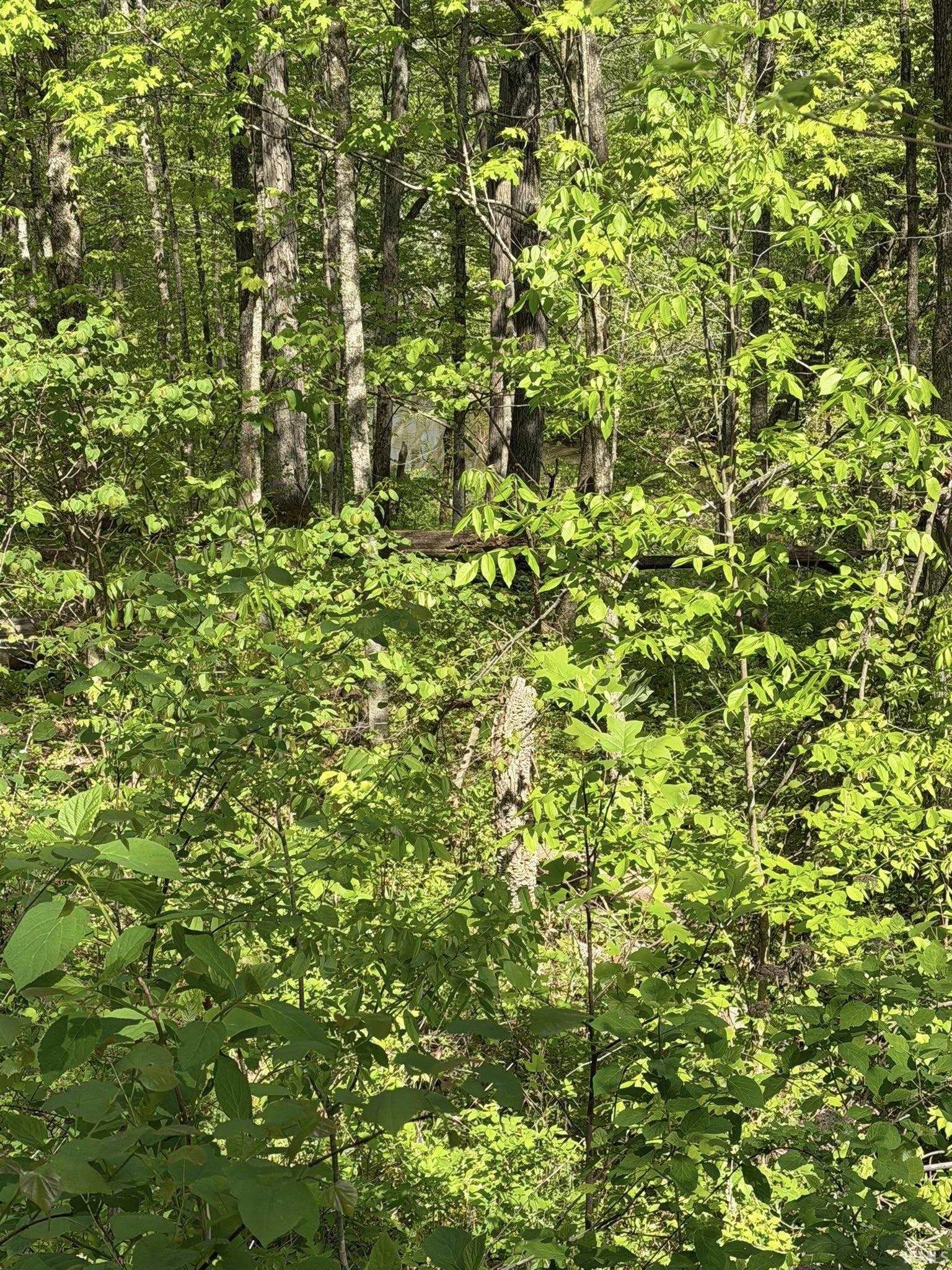 Tbd Coon Path Road Spencer, IN 47460 - Photo 22 of 34