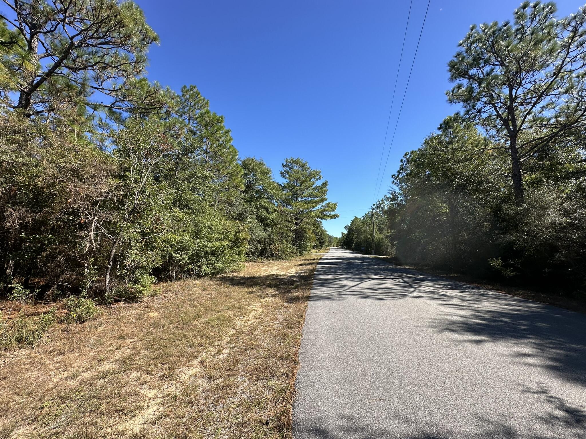 a view of a yard with trees on both side of the road